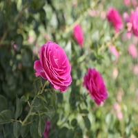 Istinski cvjetanje Altmanovih biljaka 8qt istinska zahvalnost ružičasta ruža živa biljka