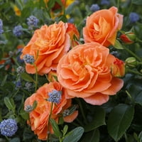 Bloomables® Bareroot Veranda® Mango Floribunda Rose - Orange Blooms - Live grm s punim suncem - komad