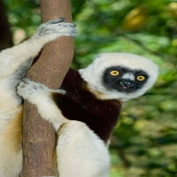 Cockerels, primat Sifaka, Ancarafantzika, Madagaskar, plakat Kevina Schafera