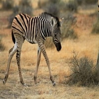 Ždrijebe zebre Burchells, airke, Etosha, Namibija, Afrika. Ispis plakata Davida zida