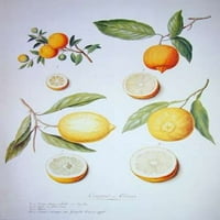 Otisak plakata s citronima, narančama i limunom Pierrea Ledoula