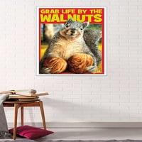Avanti vjeverica-zgrabite život za orahe zidni poster, 22.375 34