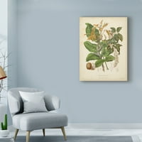 Zaštitni znak likovna umjetnost 'Twining botanicals vi' platno umjetnost Elizabeth Twining