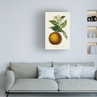Pancrace bessa 'antički citrusni voće i' platno umjetnost