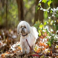 Atlanta Falcons Leash - L