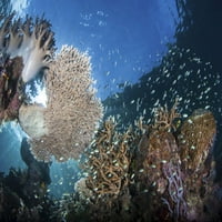 Prekrasne koraljne i grebenske ribe uspijevaju na tropskim otocima Raja Ampat, Indonezija. Ispis plakata Ethana Danielsa